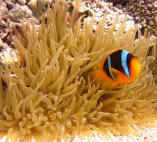 Findet Nemo am Hausriff...