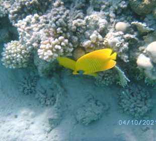 Schnorcheln Makadi Bay