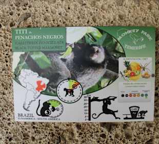 Titi de Penachos Negros