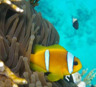 Schnorchel am Morgen, Clownfisch