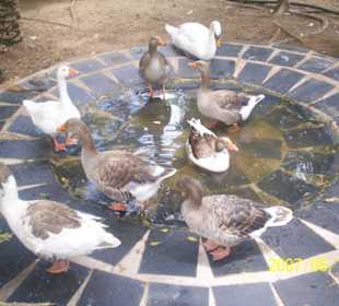 Stella Canaris Vogelpark
