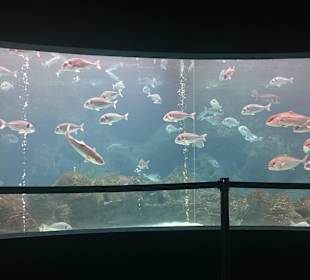 Panoramaaquarium