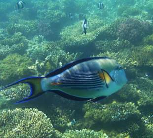 Schnorcheln Makadi Bay