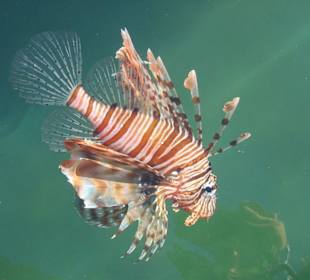 Rotfeuerfisch