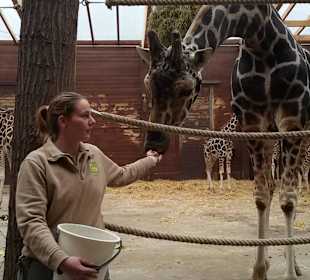 Auge in Auge mit den Giraffen