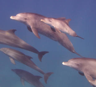 Delfin Tour mit einer Delfinschule