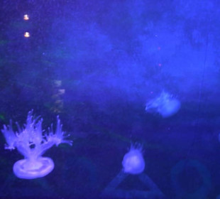  Lego X-Treme - Legoland Atlantis by SEA LIFE