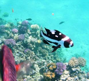 Schwarzer Schnapper im Jugendkleid