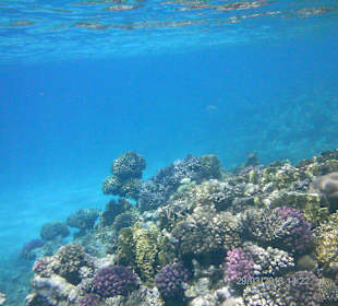 Hausriff - bunte Unterwasserwelt