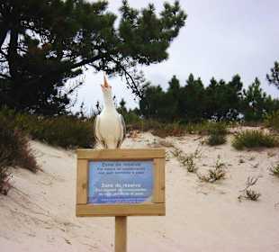 ¡Bienvenido a las Islas Cíes!