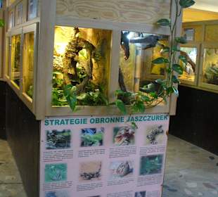 Zwierzęta w zoo