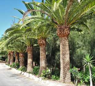 Eindrücke von der Wanderung durch den Palmenhain