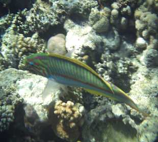 Schnorcheln am Riff - Bunte Fische