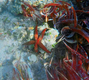 Schnorcheln Roches Noires