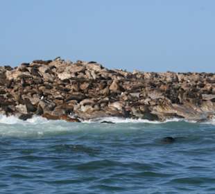 Gansbaai, whale watching