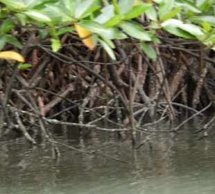 Bootstour in den Mangrovenwäldern
