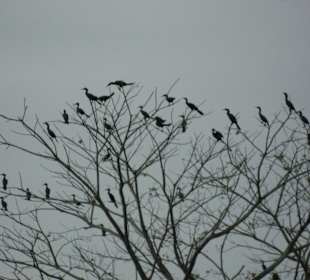 Schlafplatz für Vögel