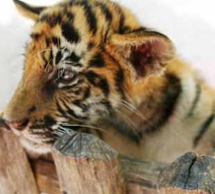 Das süßeste Tigerbaby der Welt