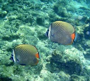 Fische