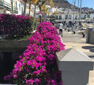 Hafen Puerto de Mogán