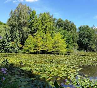 Zum Ufer Bäume stehen im Wasser