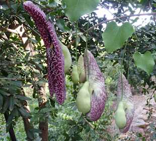 Botanischer Park Kreta 