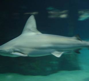Aquarium L’Oceanogràfic 