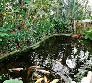 Rundgang durch das Tropenhaus Klein Eden