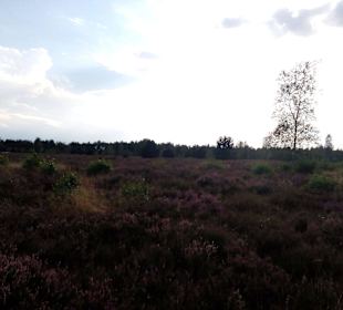Reicherskreuzer Heide in Schlaubetal