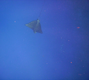 Adlerrochen "genial"