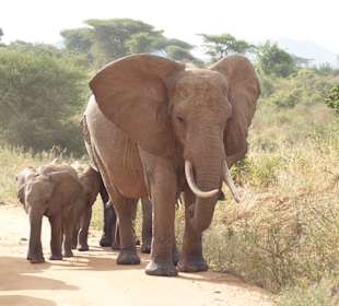 Elefanten haben keinen Rückwärtsgang