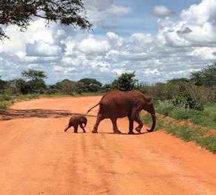 Safari in Tsavo Ost mit Shikeli Holaa