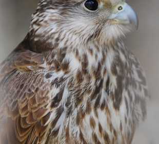 Raubvogel