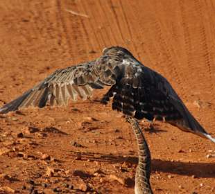 Tsavo East National Park 