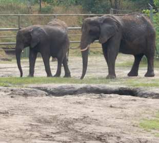 Durchfahrt Serengetipark