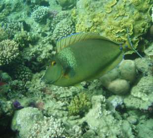 Hausriff Fort Arabesque