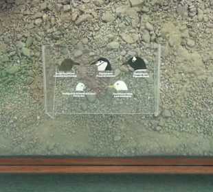 Meeresmuseum Stralsund