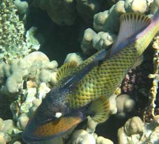 Am Hausriff Dreams Beach Resort & Dreams Vacation Resort