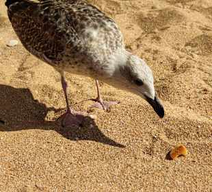 Praia de Nossa Senhora da Rocha
