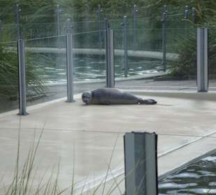 Seehundeaufzuchtstation