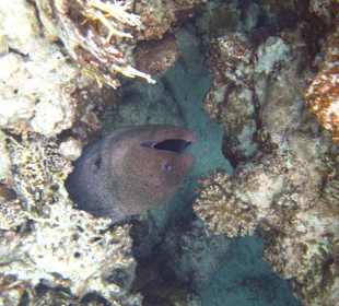 Beim Schnorcheln am Riff