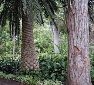 Im Jardín de aclimatación de La Orotava
