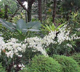 Orchideen Garten in Singapore