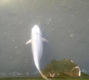 Fische im Teich
