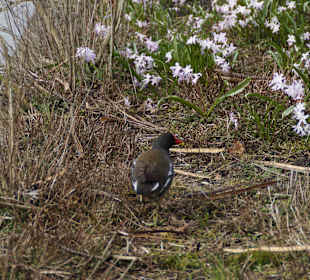 Anlage Planten un Blomen