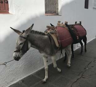 Ohne reiten geht auch!! 