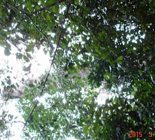 Tsitsikamma National Park