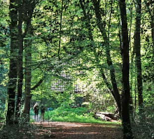 Eindrücke aus dem Neuenburger Urwald