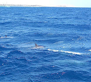 Schnorcheln Hausriff Tulip Resort Marsa Alam