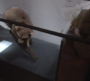 Museum für Naturkunde